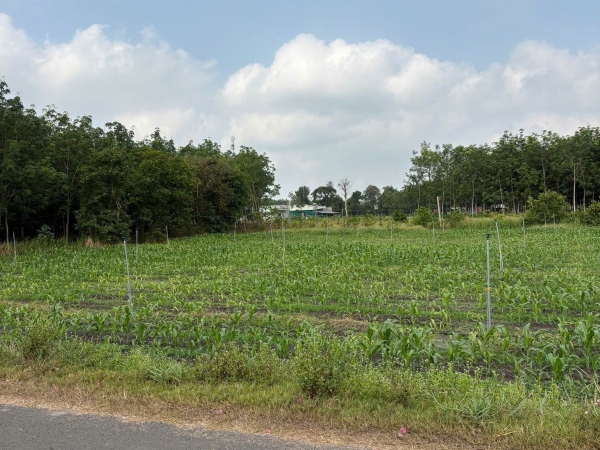 TÂY NINH – ĐẤT ĐẸP XÃ PHAN CŨ, DƯƠNG MINH CHÂU